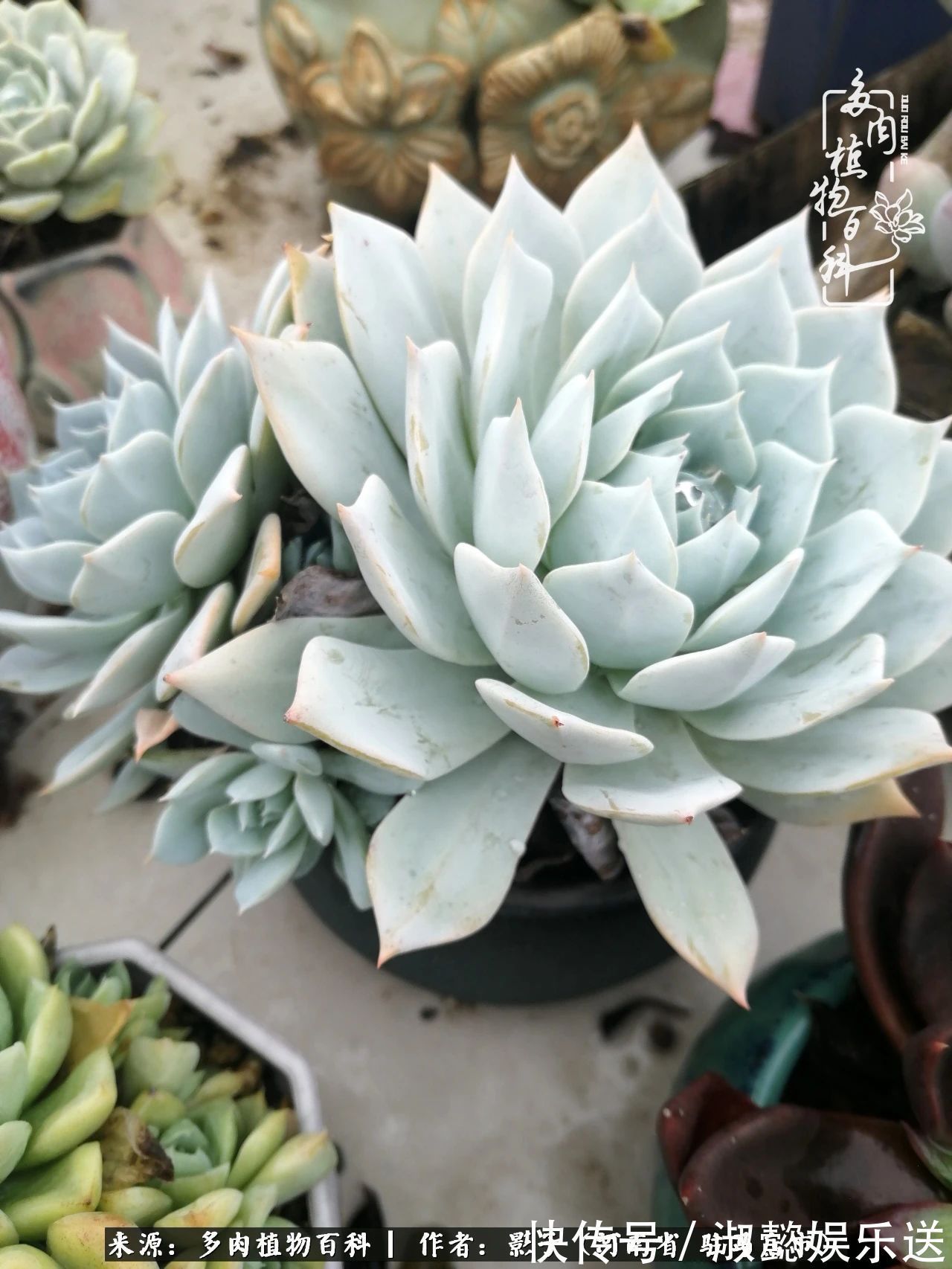 漂亮|被风雨洗礼的多肉越来越漂亮了,忍不住又往坑里跳!