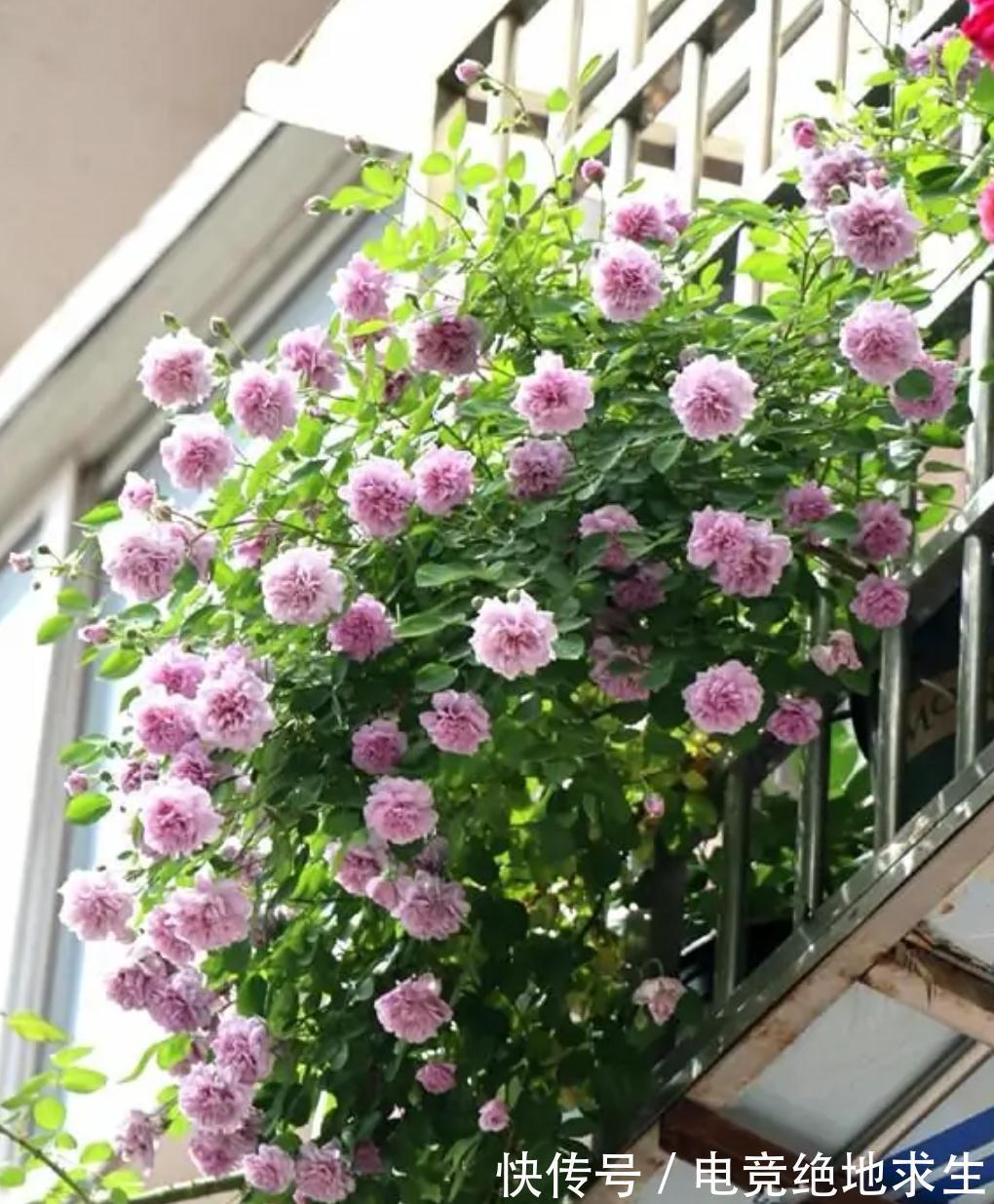 蓝色阴雨，蓝色风暴，两款蓝紫色月季花，优缺点对比
