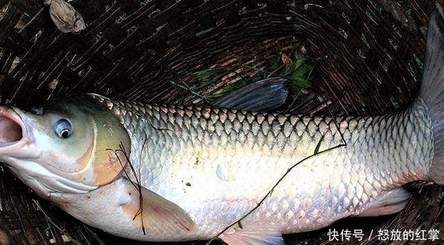 鱼乐|电子漂与普通浮漂调漂一样?夜钓是钓深钓远,还是钓近钓浅?