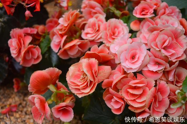 花草|“难养”花草名单已公布,是有些花友的最爱,劝你早放弃