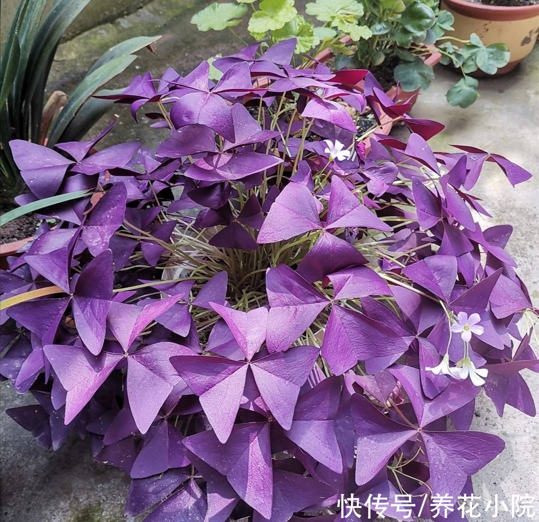 肾形草|3种花，好养又漂亮，叶子比花还美