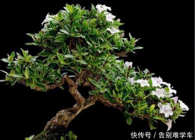 六月雪盆景,咋让它更美更漂亮呢!