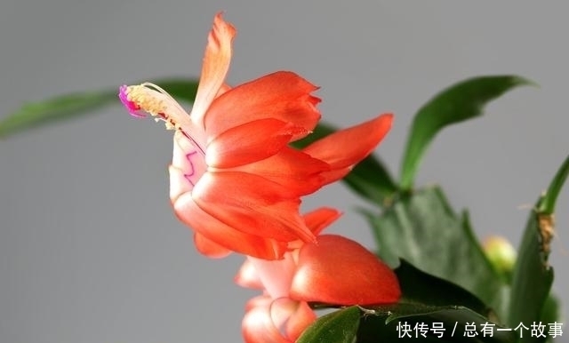 蟹爪兰夏天要断水不,嫁接和不嫁接的区别大,别养错