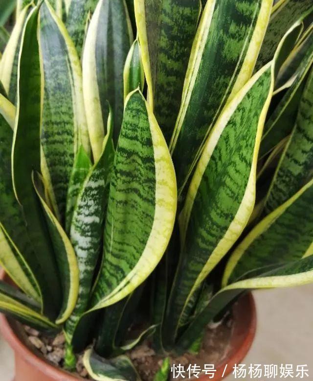 虎皮兰|悄悄告诉你，6种花“不用买”，1片叶子就能生根发芽、长爆盆
