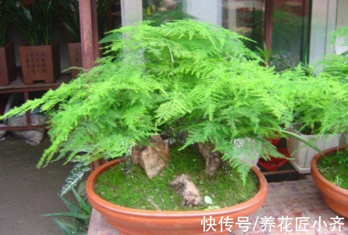 黄叶|文竹始终养不好?改变“方法”养养看,黄叶不再有,油绿又茂盛