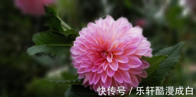 巨蟹|8月后，桃花待放，姻缘即来，甜入心间，将喜提良缘的星座