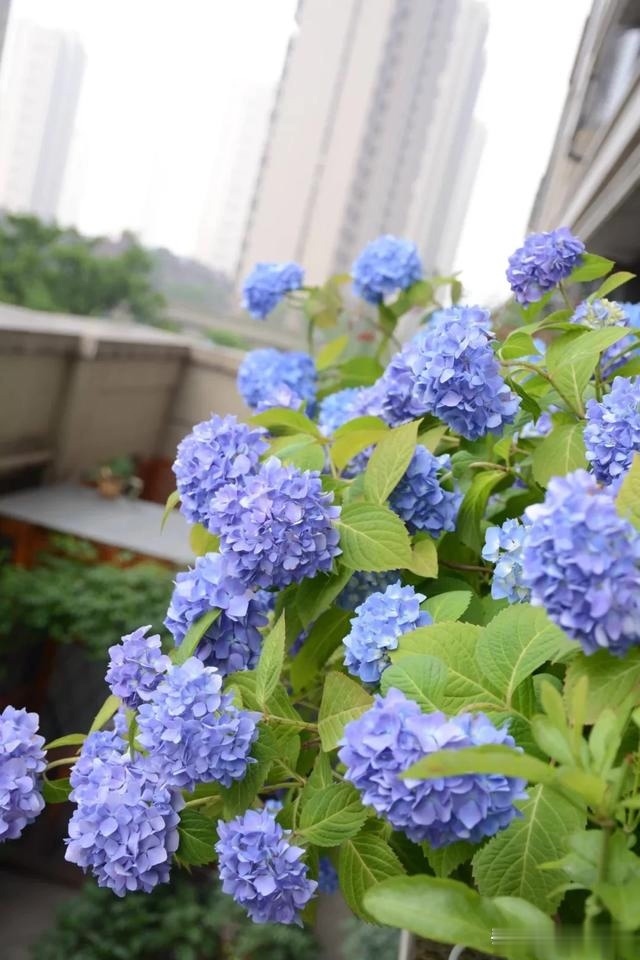 圆滚滚的绣球，瀑布般的花墙，这届花友也太会种花了吧