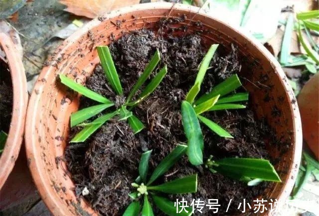 没事在家扦插4种“盆景贵树”,取截枝条插土里,生根快、价值高