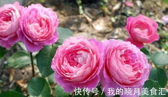 同样给月季压枝,邻居的长出5根大笋芽,我的却一个不长,咋回事