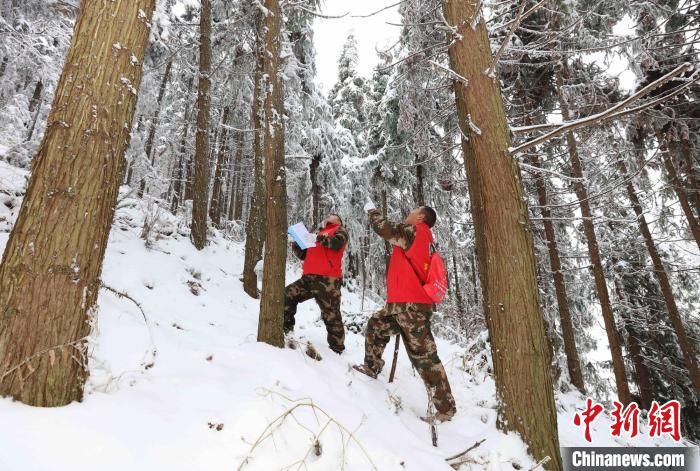 湖南|湖南张家界：寒冬踏雪护山林