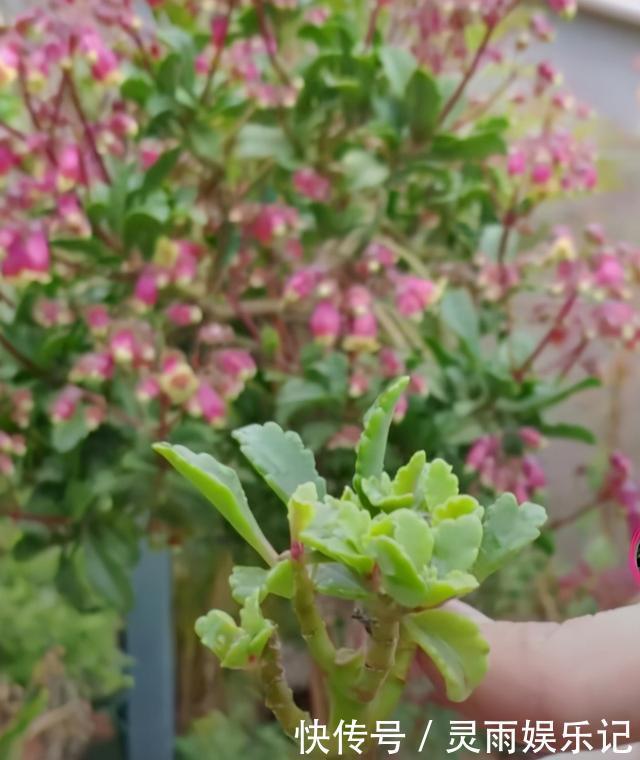 叶片|长寿花开败了？别手欠！3件事做对了，花芽又挤满了