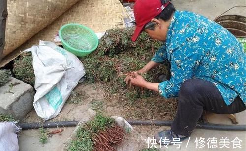 野菜|入心经补肝肾，俗称“假人参”，除草时请留意，野生的不多了