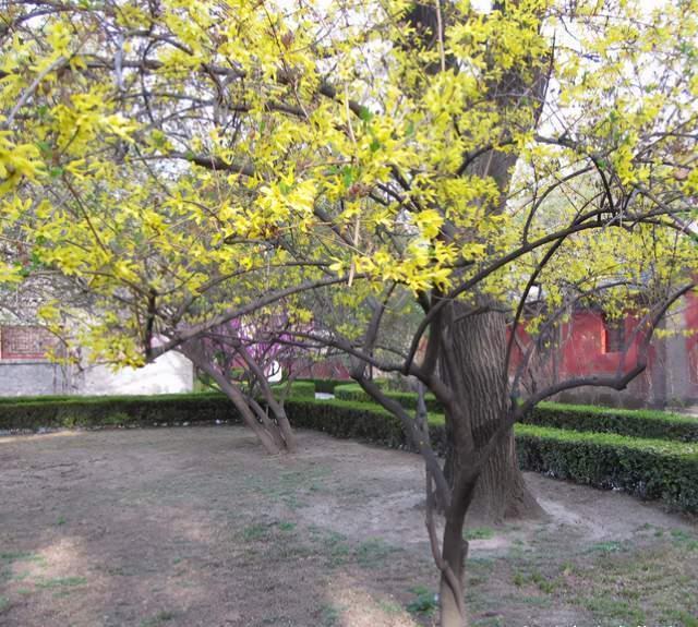 越养越金贵的“4种花”,能活上百年,老了就是“传家宝”