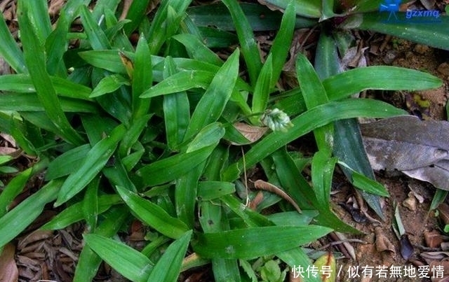 清道夫|农村这种草很常见,被人们称为“人体的清道夫”,遇见记得采摘