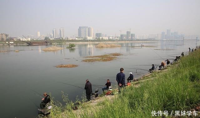 鱼类|钓鲫鱼为何不出现“钝口”难道是钓钝了