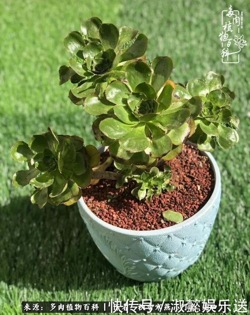 百科|多肉千万种,我独爱法师!爱它的霸气,更爱它的华丽蜕变!