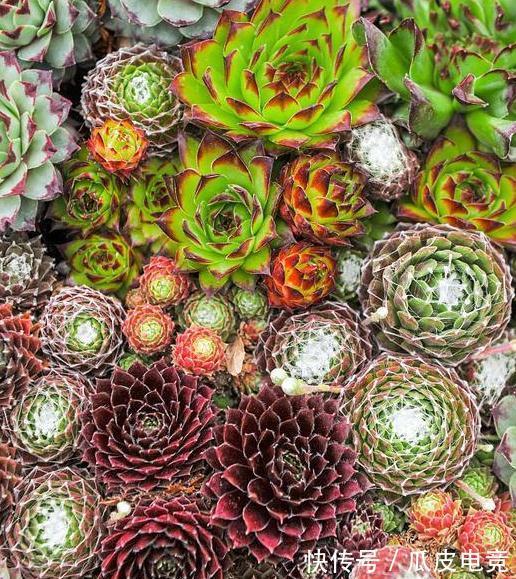 20种多肉推荐给大家,美图美肉,那种多肉你最喜欢