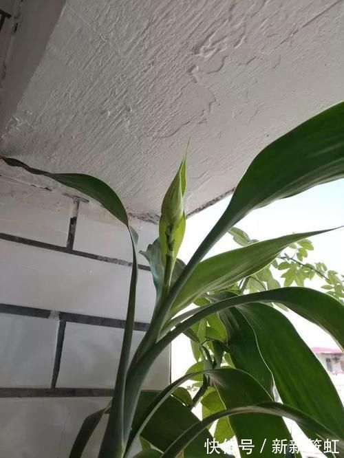 旺财|6种花镇宅旺财，净空气促健康，养过的都说“值得”！