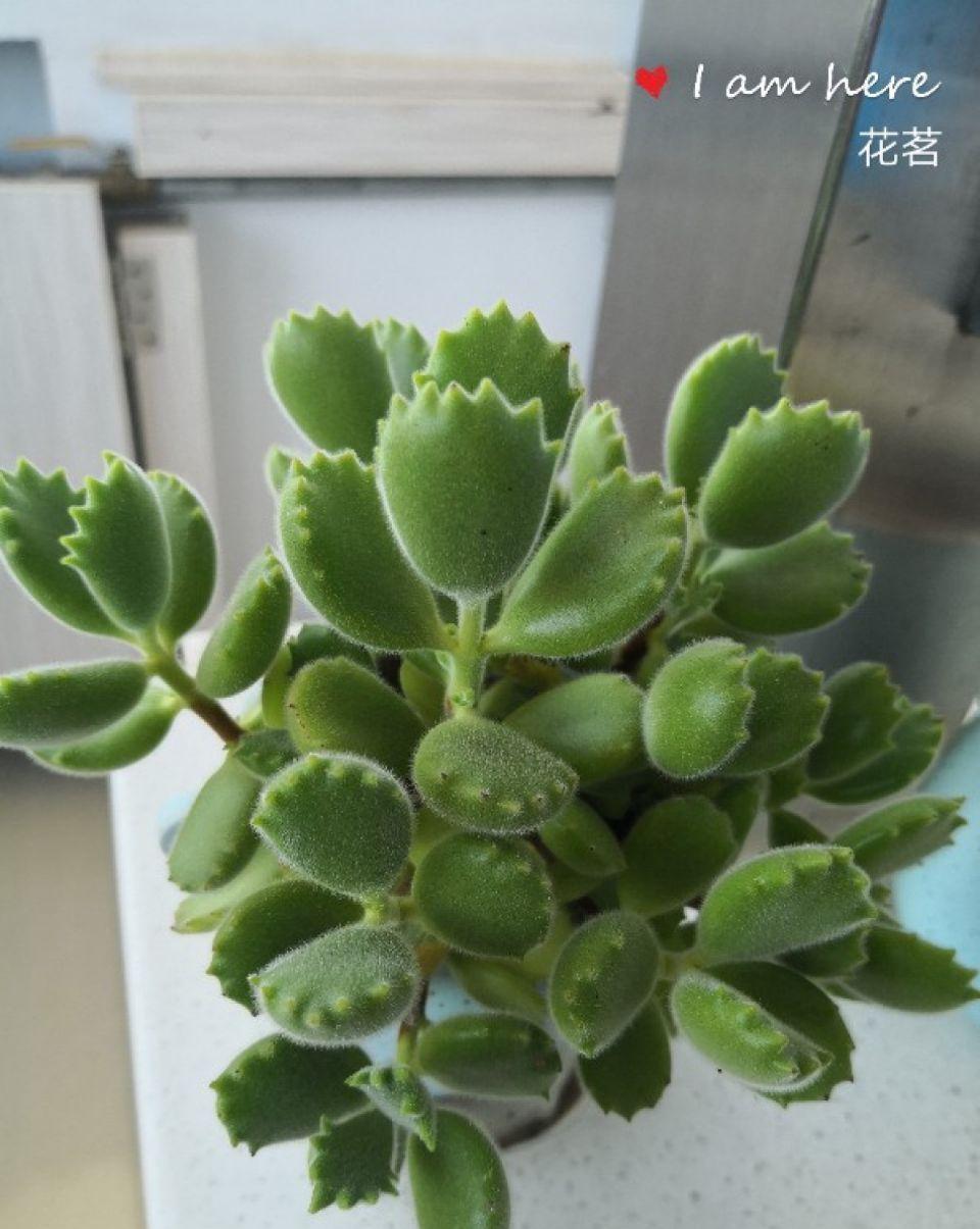 养多肉不会选盆？3个方法，教你一次选对花盆