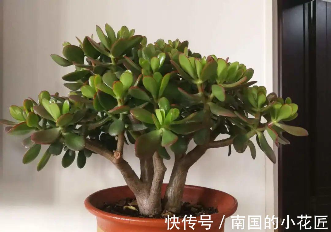 叶片|夏天怕晒的花，赶紧搬到阴凉地儿，再晒成枯杆了