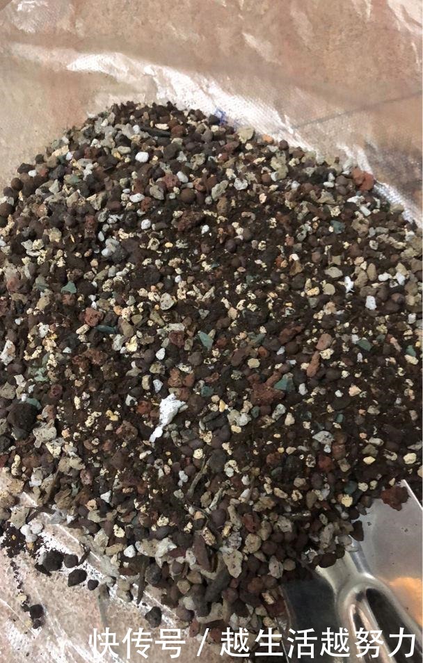 养花30年的大神说,这“3点”养花技巧,学会了啥花都能养活!