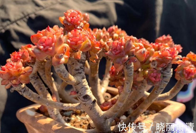 多肉蜡牡丹和红化妆,一个长得美却容易生病,一个好养但样貌差点