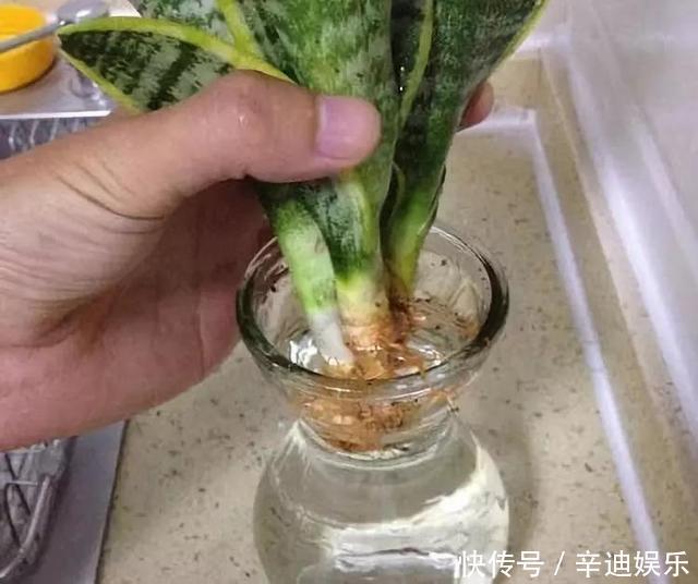 3种花养不好“别放弃”，直接扔水里，10天就生根，比绿萝还好养