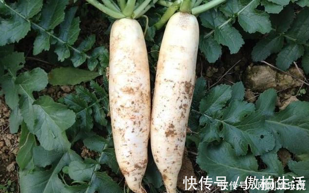酥脆|我做的萝卜丸子香酥又可口,不加一滴水,简单好吃,孩子能吃一盘
