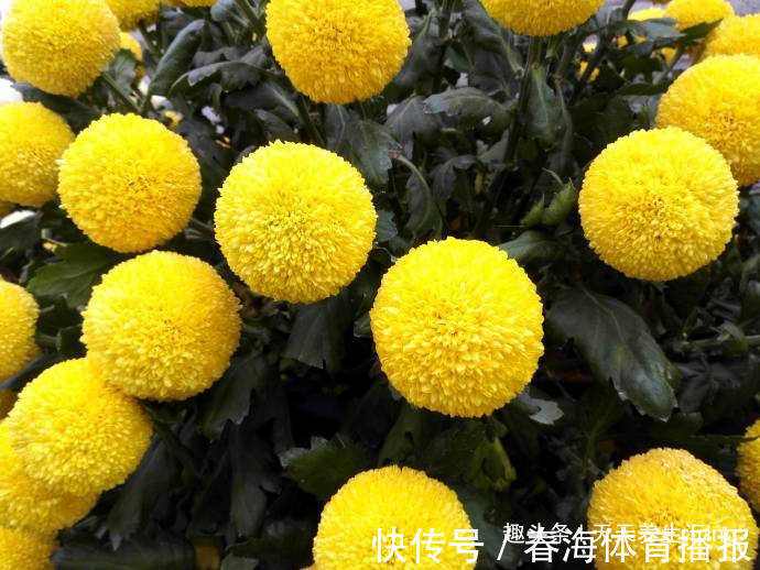 乒乓菊|喜欢菊花,就养盆“乒乓菊系列”金黄乒乓菊,花似乒乓,妙不可言
