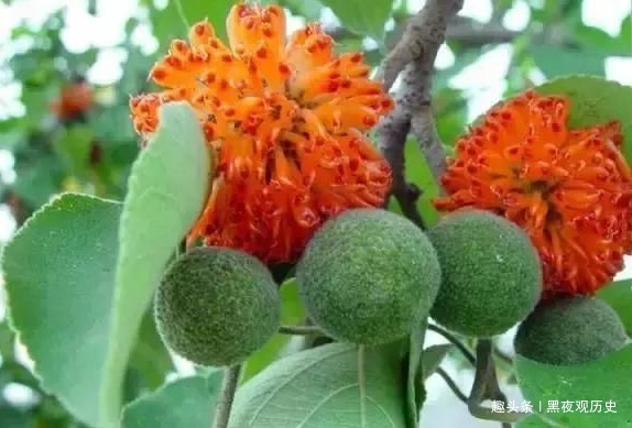 李时珍|农村常见的一种树,可以壮筋骨,助阳气,补虚劳,早知早受益