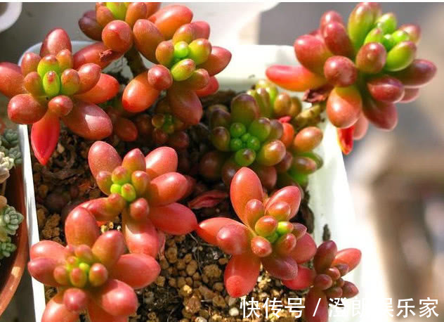 生活环境|3种多肉漂亮又好养,扔盆里不用管都能长爆盆,懒人新手都能养好