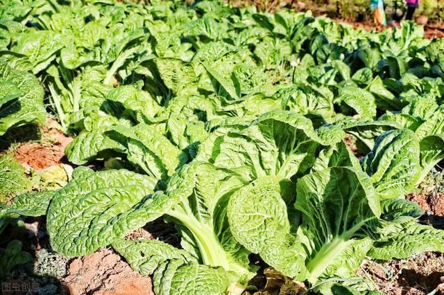 農(nóng)村3種常見(jiàn)的野草，如今被搬上餐桌，成為了餐桌上的美食