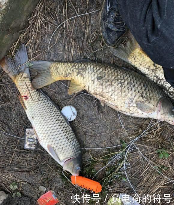 男子在湘江用“可视化锚鱼”几十斤的大鱼接连的上岸，网友能钓光湘江的鱼
