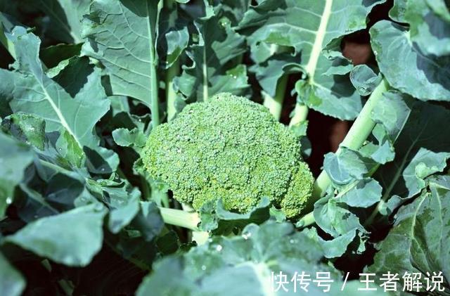 食物|想长寿要先会吃,三种食物多吃点,健脾除湿,通便降脂,吃了更好