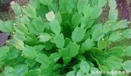 老花匠这样养蟹爪兰，“1种汁液”兑水浇，7天1次，新芽蹭蹭冒