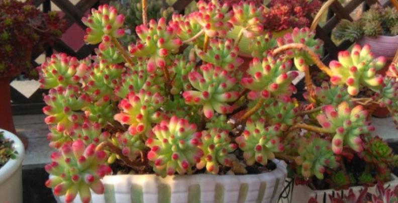 多肉乙女心|如何养殖出漂亮又独特的多肉乙女心?抓住3点就够了