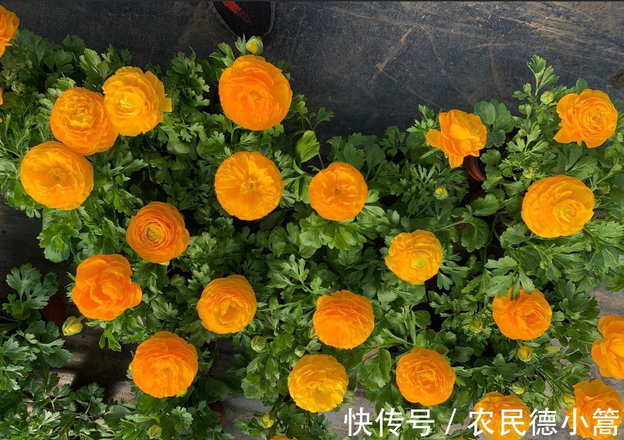 千里之香|养花试试这几款,在庭院里多种一些直接开成花海,特别的漂亮