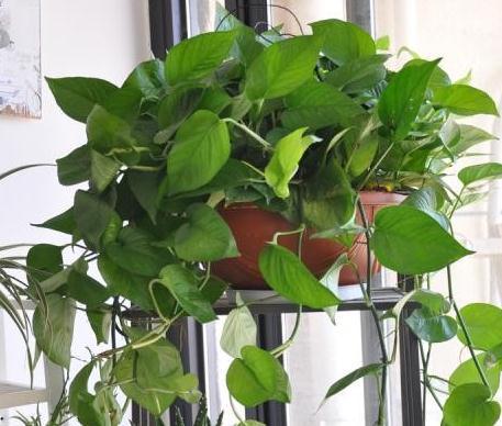 想要绿萝长得好,只需浇5种水,不施肥就能轻松长爆盆