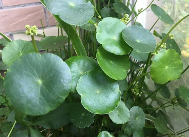 铜钱草开花了,剪掉还是留下“1步”让它叶片绿多又大长爆盆