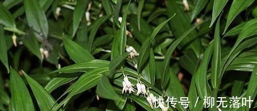这花不一样！没有光也能长得猛，观赏价值高人称“玉竹花”！