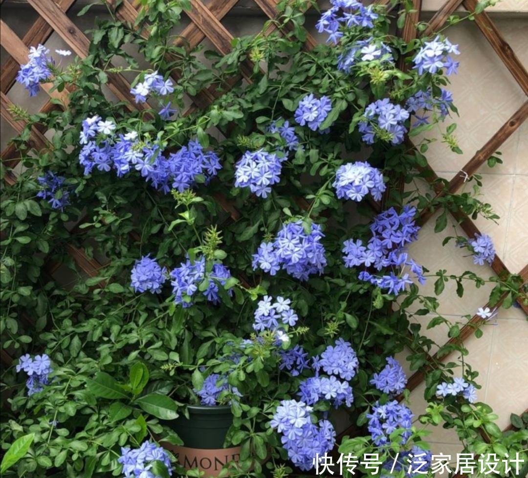 家有院子，就栽6种爬藤花卉，花期开成鲜花“瀑布”