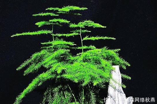 春剪|文竹快速“长爆盆”有秘诀，关键要“春剪”，蹭蹭冒出“小笋芽”