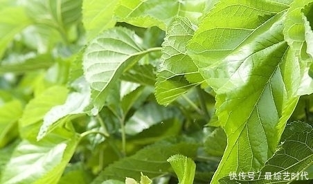 皮肤|天然“止咳药”，每天泡水喝，止咳效果好，女人常喝皮肤细腻光滑