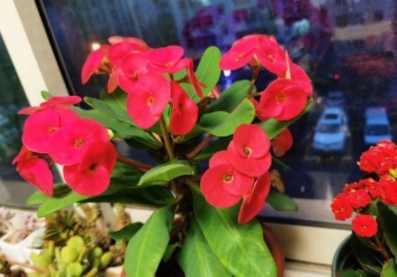 光照|1种“霸气”花,只要有太阳,天天能开花,掌握方法太好养