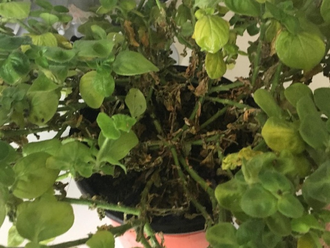 嫩苗|7种花养老桩不好,多扦插、养嫩苗,才能年年开花