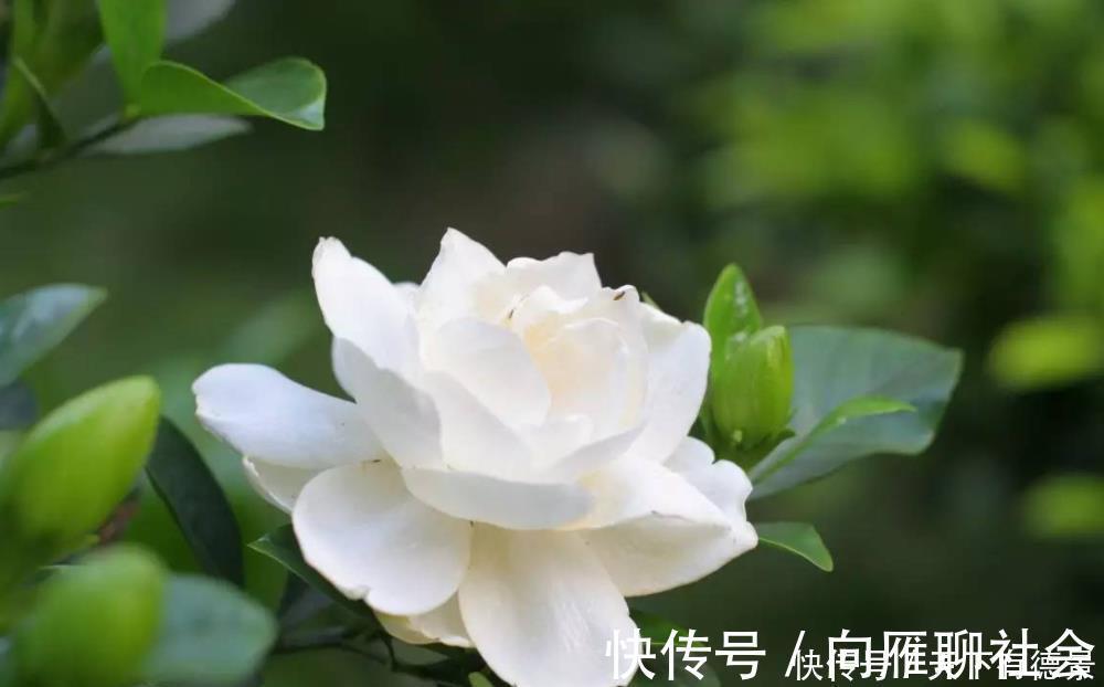 4种香味超然的花卉,家里养几盆,改善家居空气