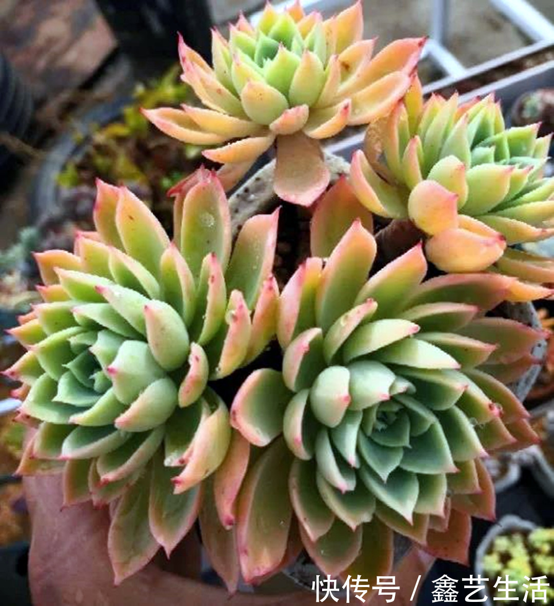 瀑布|最耐晒的8种多肉,夏天照样疯长不停,呼呼窜成小瀑布