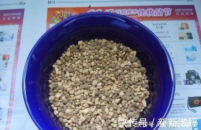 花盆里加点这个,不烂根不黄叶,轻松养满盆