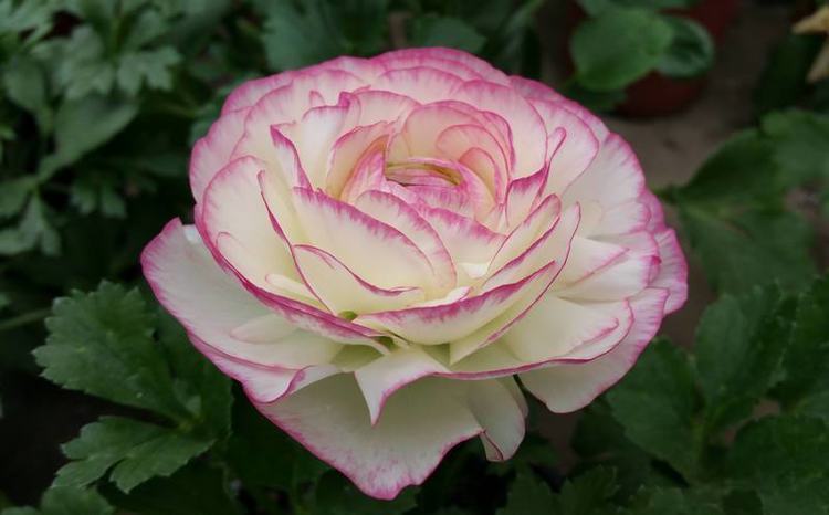 家养几种旺运花,吉祥又喜庆,比牡丹还美,年年开花美翻