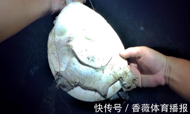 深圳一河道河鳖“泛滥”,有人一晚上钓了十几只,带回家炖了